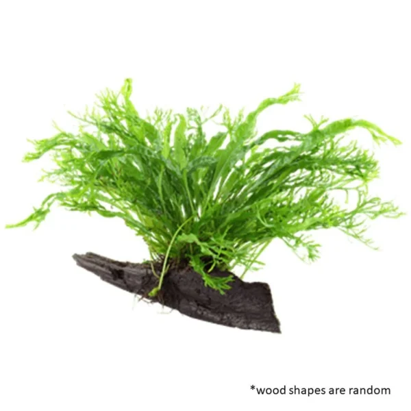 Aquarium Live Aqua Plants On Wood Anubias Nana Java Fern Windelov with driftwood Easy Care Waterplants