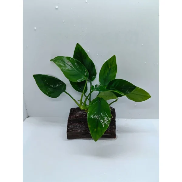 Aquarium Live Aqua Plants On Wood Anubias Nana Java Fern Windelov with driftwood Easy Care Waterplants