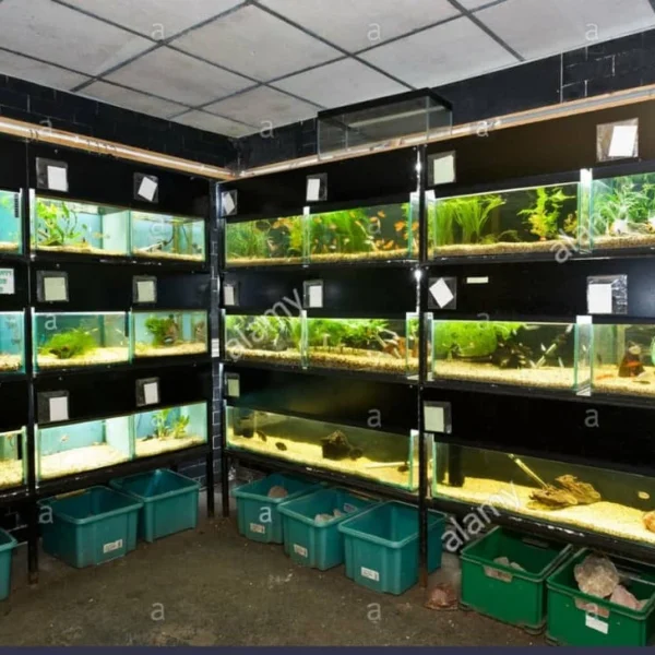 1Kg Aquarium Aquascaping Ohko Rock Ideal for Paludarium Aquascape Vivarium