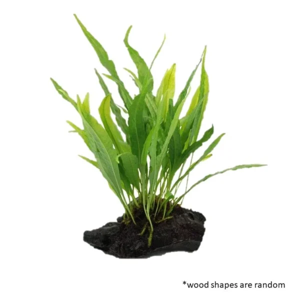 Aquarium Live Aqua Plants On Wood Anubias Nana Java Fern Windelov with driftwood Easy Care Waterplants