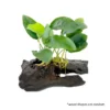 Aquarium Live Aqua Plants On Wood Anubias Nana Java Fern Windelov with driftwood Easy Care Waterplants