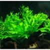 Aquarium Live Aqua Plants On Wood Anubias Nana Java Fern Windelov with driftwood Easy Care Waterplants