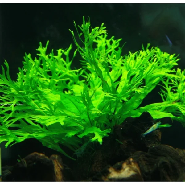 Aquarium Live Aqua Plants On Wood Anubias Nana Java Fern Windelov with driftwood Easy Care Waterplants