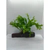 Aquarium Live Aqua Plants On Wood Anubias Nana Java Fern Windelov with driftwood Easy Care Waterplants