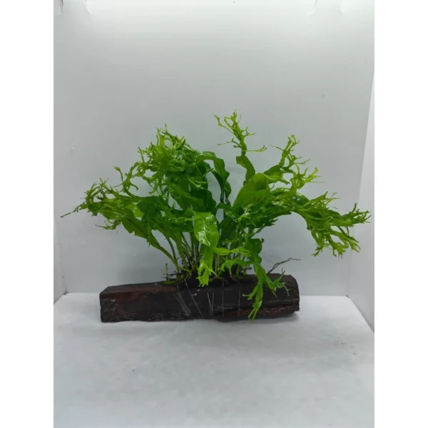 Aquarium Live Aqua Plants On Wood Anubias Nana Java Fern Windelov with driftwood Easy Care Waterplants