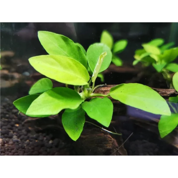 Aquarium Live Aqua Plants On Wood Anubias Nana Java Fern Windelov with driftwood Easy Care Waterplants