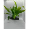 Aquarium Live Aqua Plants On Wood Anubias Nana Java Fern Windelov with driftwood Easy Care Waterplants