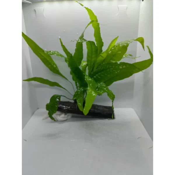 Aquarium Live Aqua Plants On Wood Anubias Nana Java Fern Windelov with driftwood Easy Care Waterplants