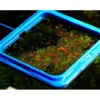 Aquarium Fish Tank Ring Feeder Floating Food Water Plant Buoyancy Circle Aquarium Fish Feeding Ring Square Circle