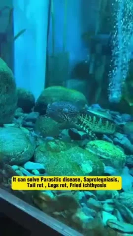 Algaecide Algae Moss Removal Agent Clear Green Water For Aquarium Fish Tank Pond