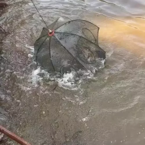 Portable Folding Fishing Net Shrimp Cage Nylon Automatic Foldable Catch Fish Trap