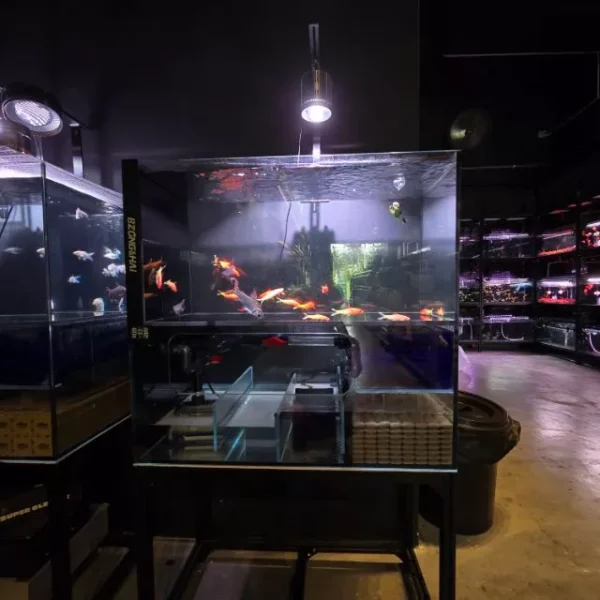 my-11134233-7rasj-m87i9x77qeps96.webp Aquarium 12D Filter Sponge Honeycomb Nest Filter Cotton