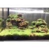 1Kg Aquarium Aquascaping Ohko Rock Ideal for Paludarium Aquascape Vivarium