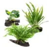 Aquarium Live Aqua Plants On Wood Anubias Nana Java Fern Windelov with driftwood Easy Care Waterplants