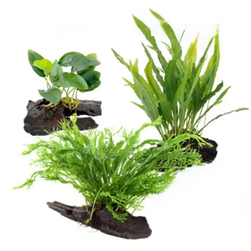 Aquarium Live Aqua Plants On Wood Anubias Nana Java Fern Windelov with driftwood Easy Care Waterplants