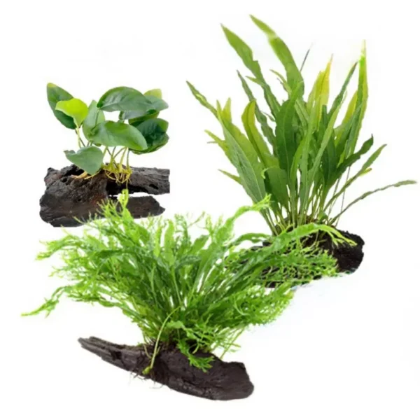 Aquarium Live Aqua Plants On Wood Anubias Nana Java Fern Windelov with driftwood Easy Care Waterplants